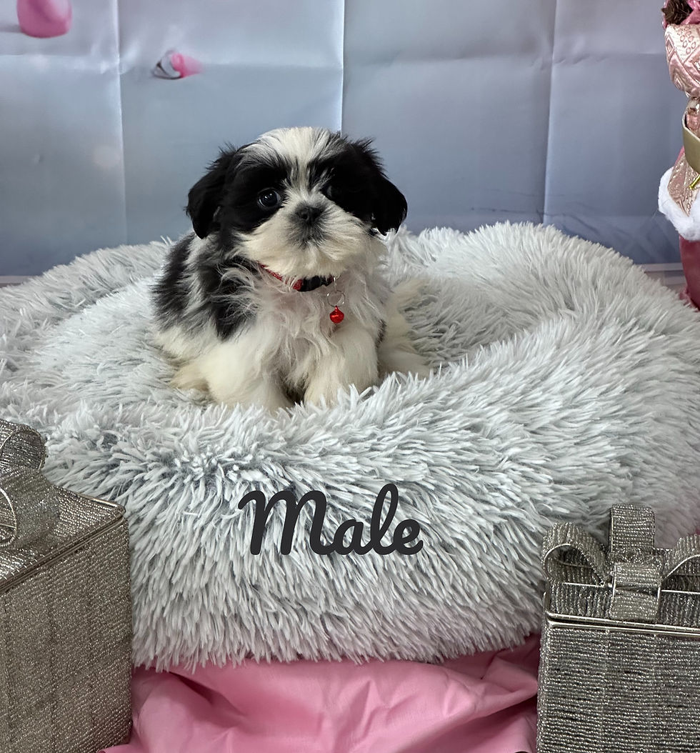 Thumbnail: Shihtzu's