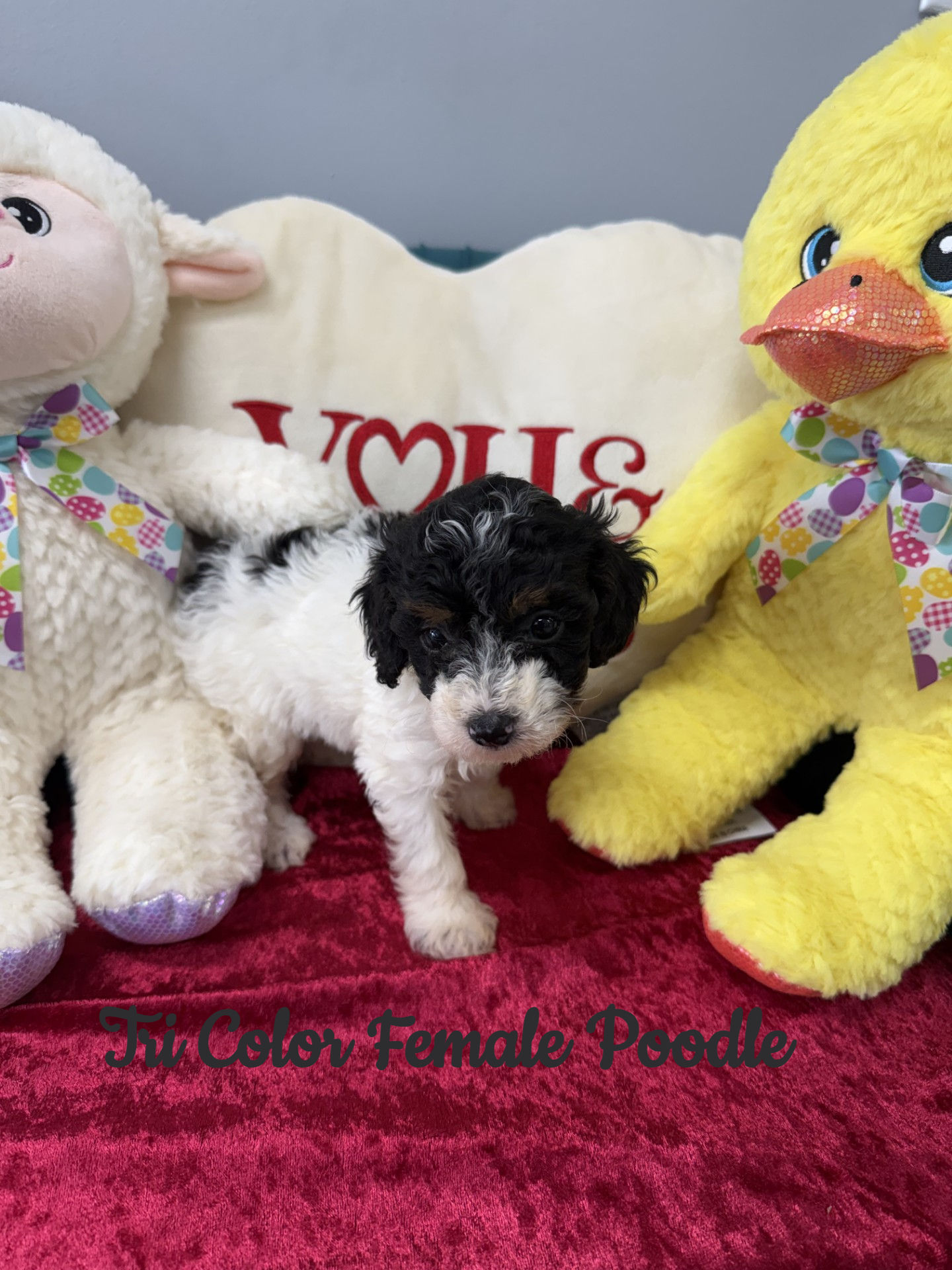 4Male and 1Female Poodle 8 weeks