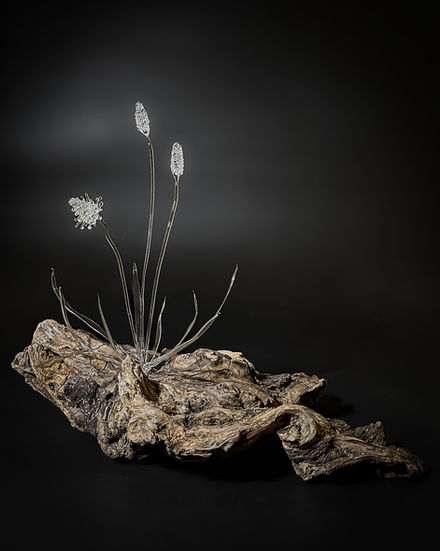 Ribwort Plantain