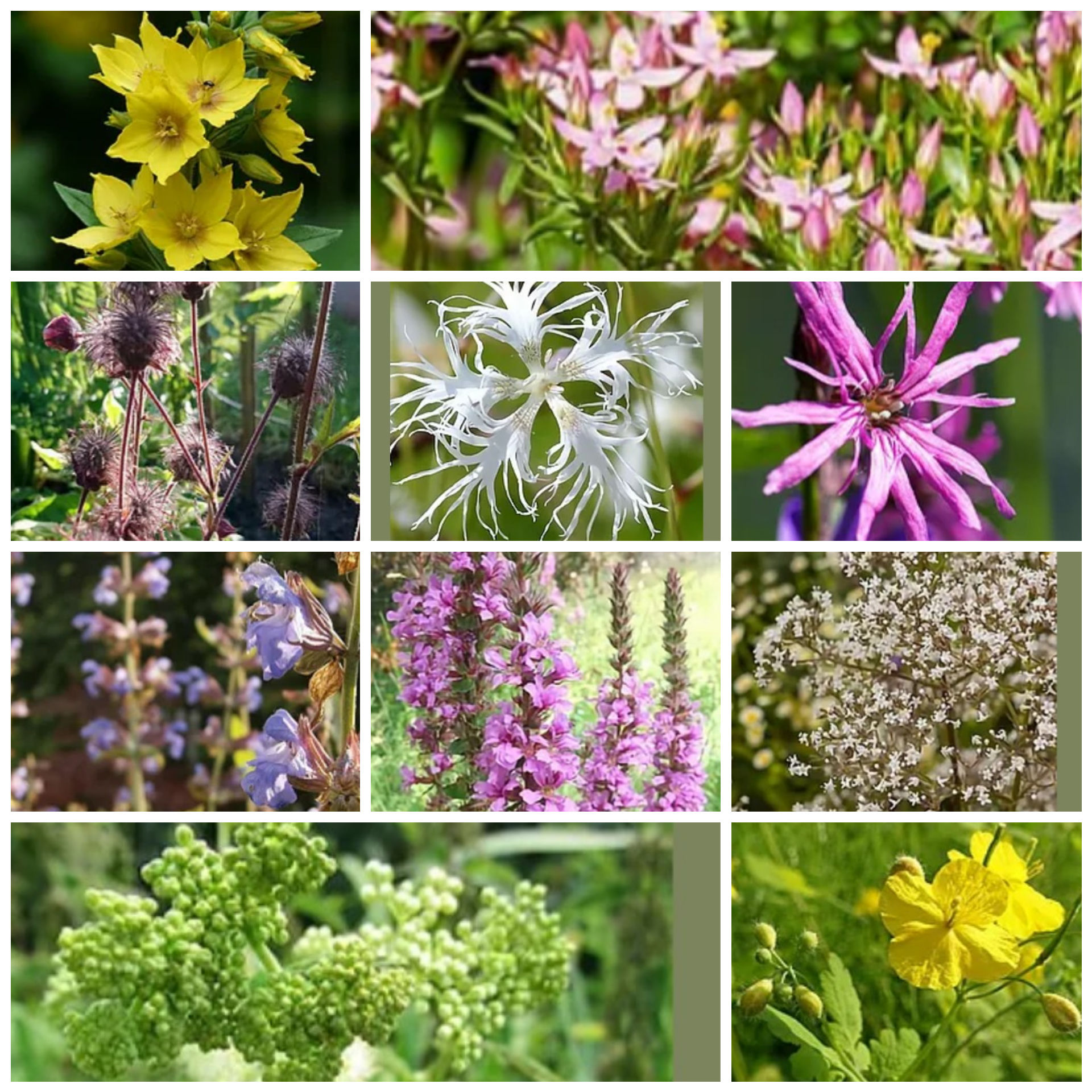 Samen-Paket für feuchte Böden