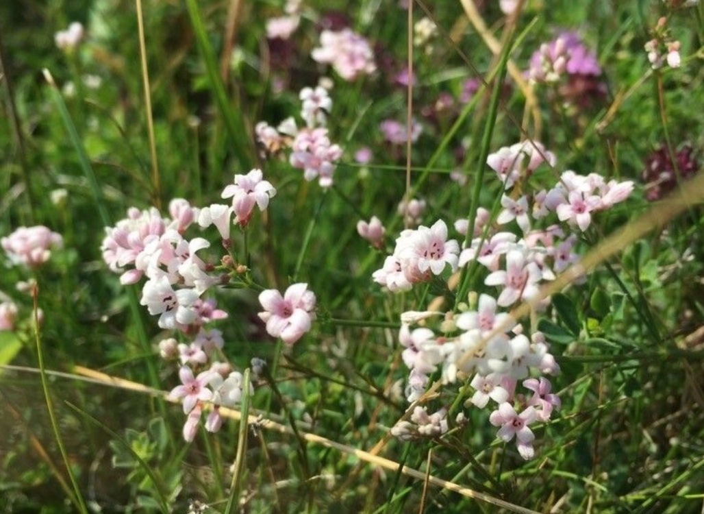 Hügel-Meier (Asperula cynanchica)