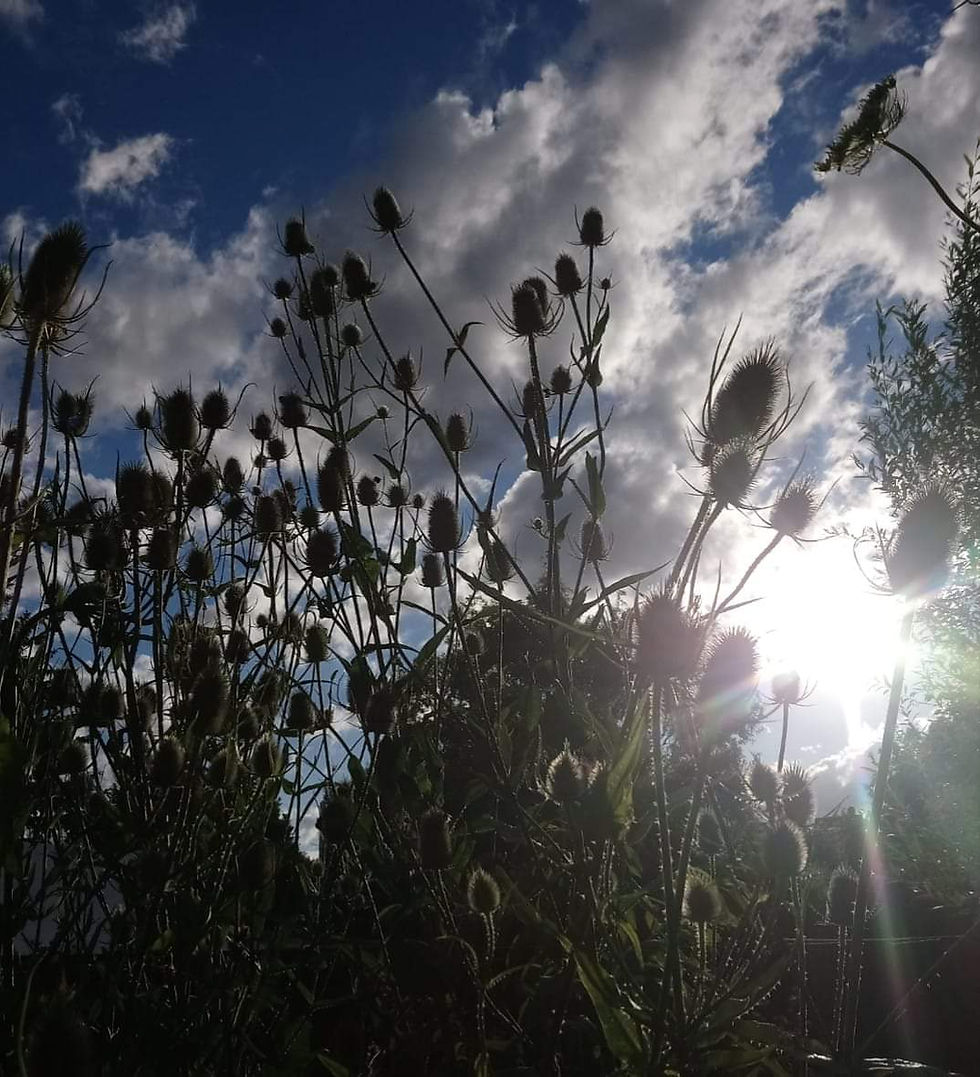 Miniaturbild: Wilde Karde (Dipsacus fullonum)