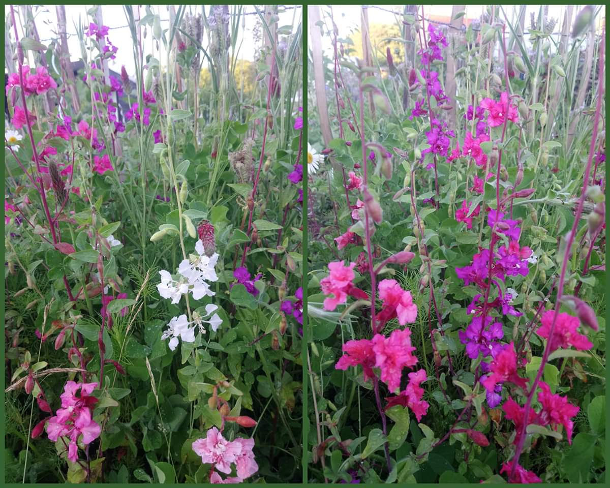 Mandelröschen (Clarkia) Mischung