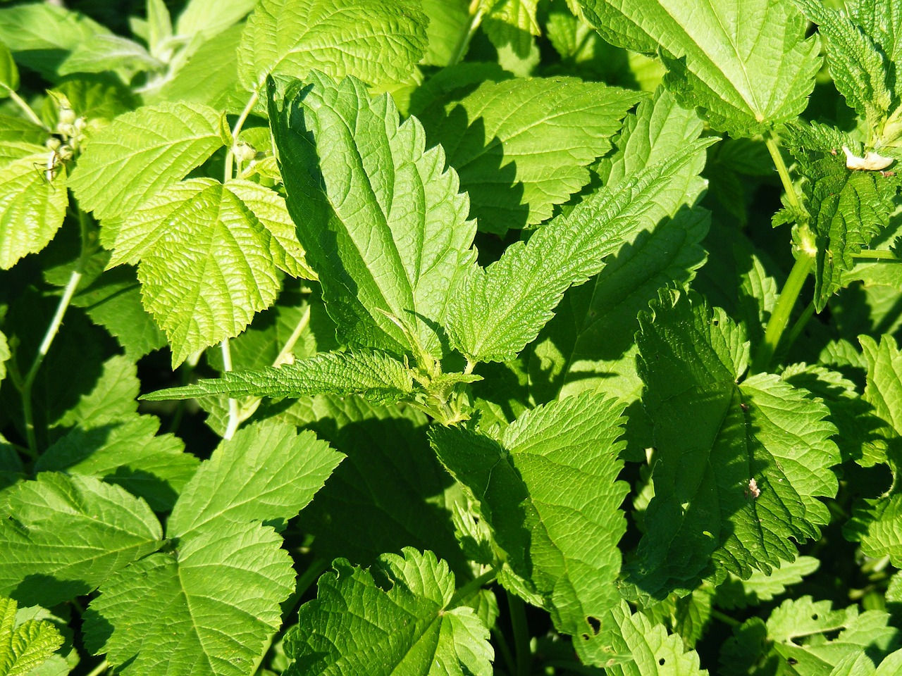 Große Brennessel (Urtica dioica)