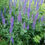 Miniaturbild: Wiesensalbei (Salvia Pratensis)