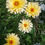 Miniaturbild: Garten-Ringelblume (Calendula officinalis) 