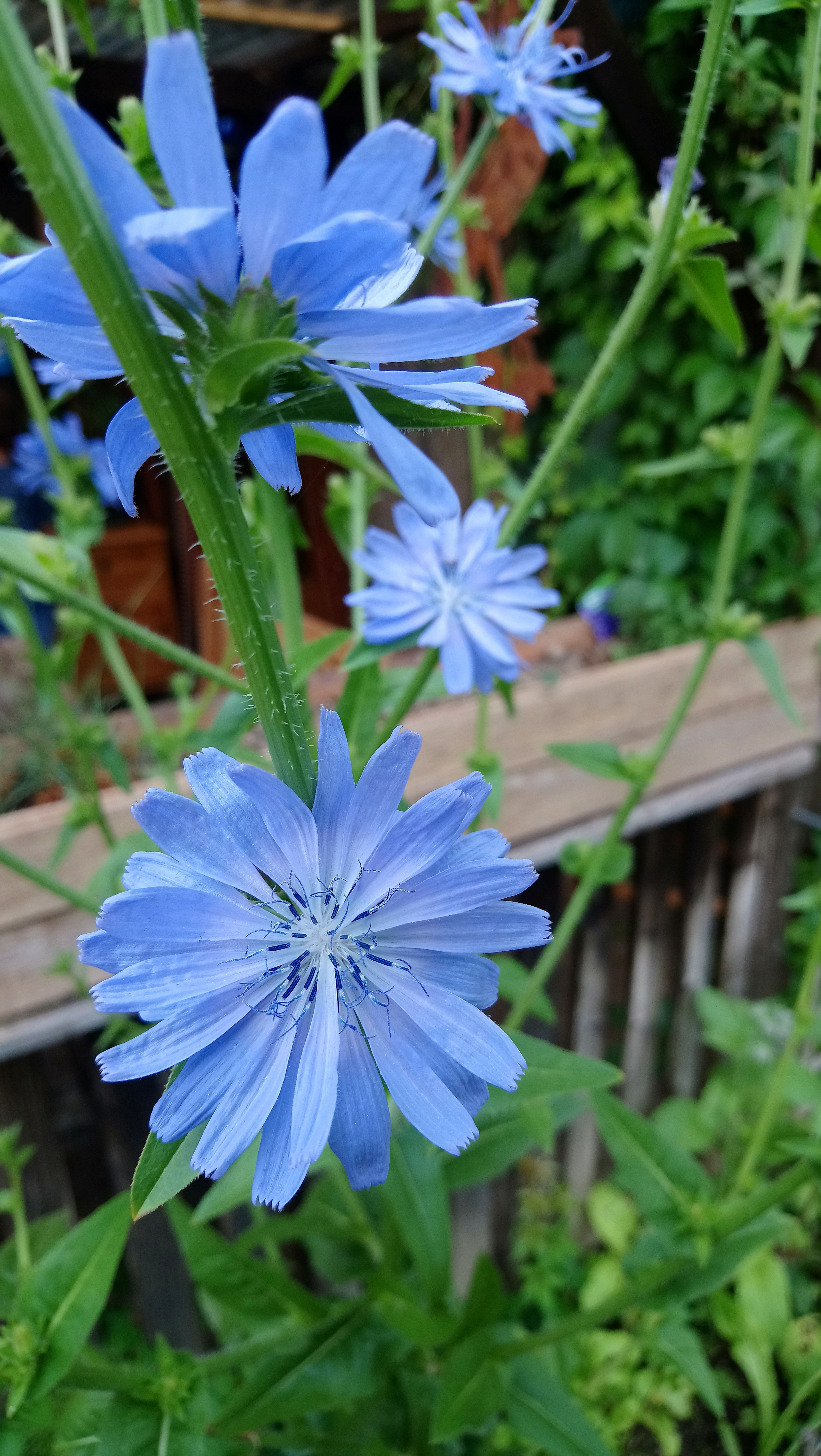 Gemeine Wegwarte (Cichorium intybus)