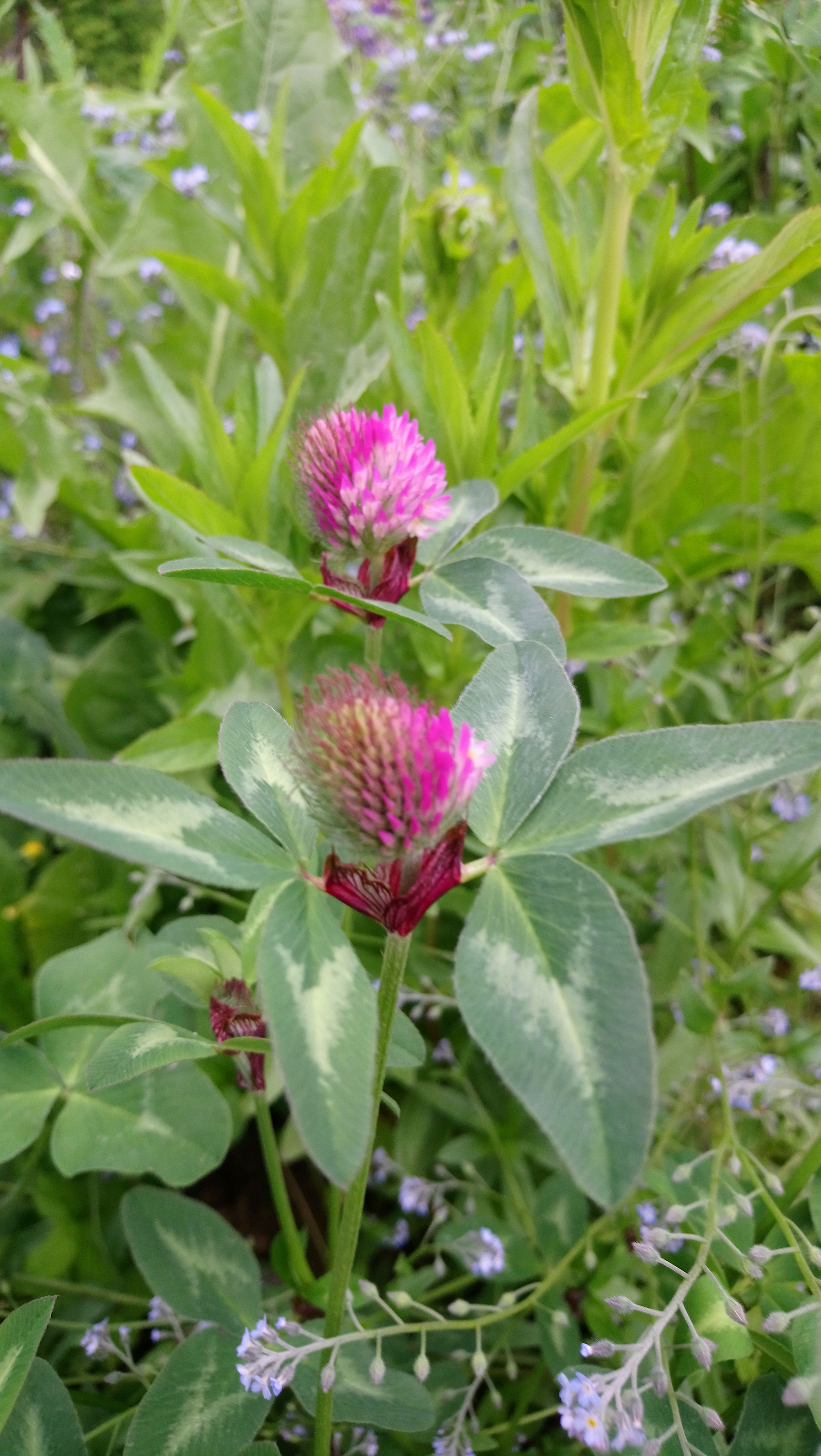 Rotklee (Trifolium pratense)