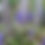 Miniaturbild: Kriechender Günsel (Ajuga reptans) 