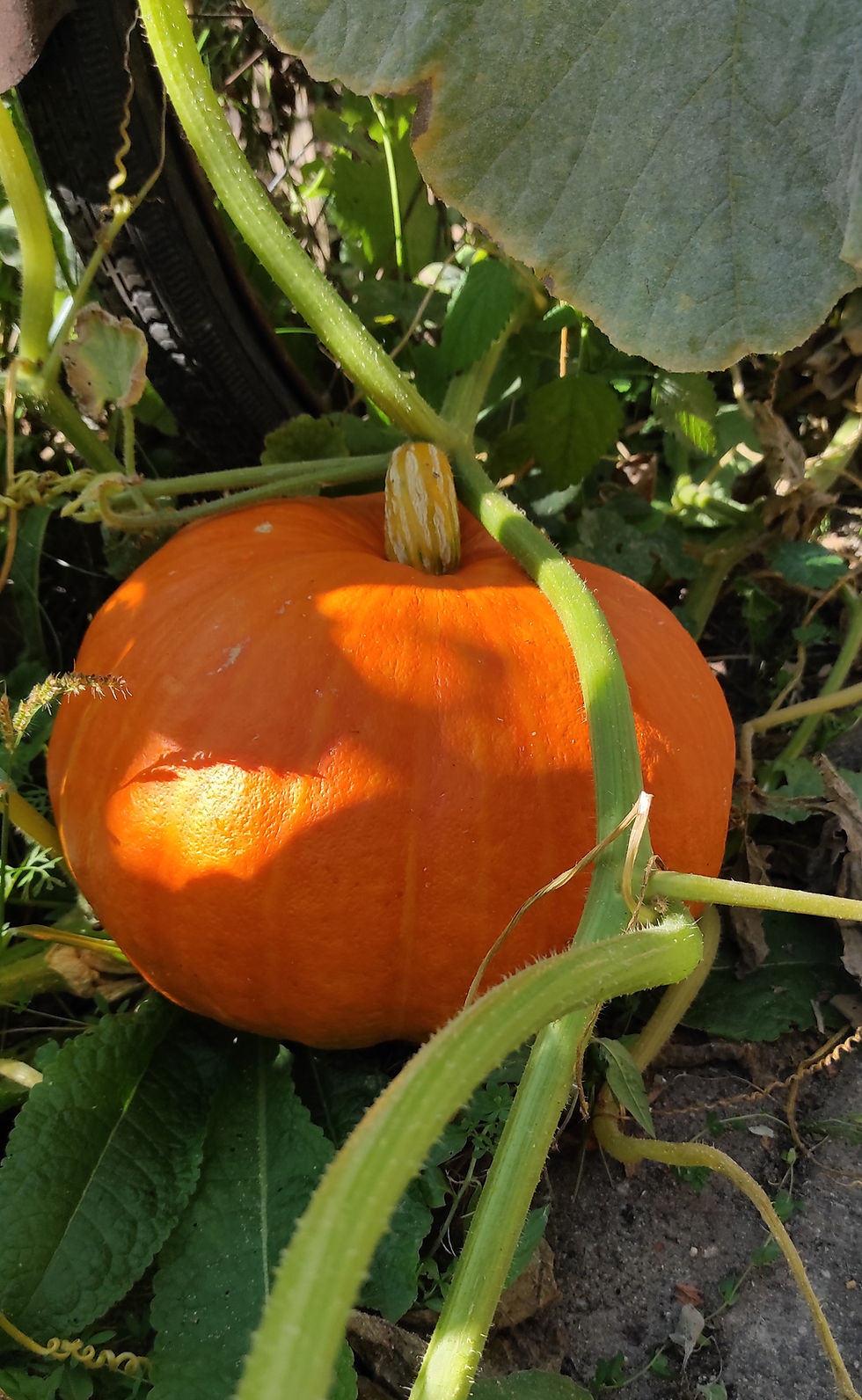 Miniaturbild: Kürbis "Rouge Vif d'Etampes" (Cucurbita Maxima)