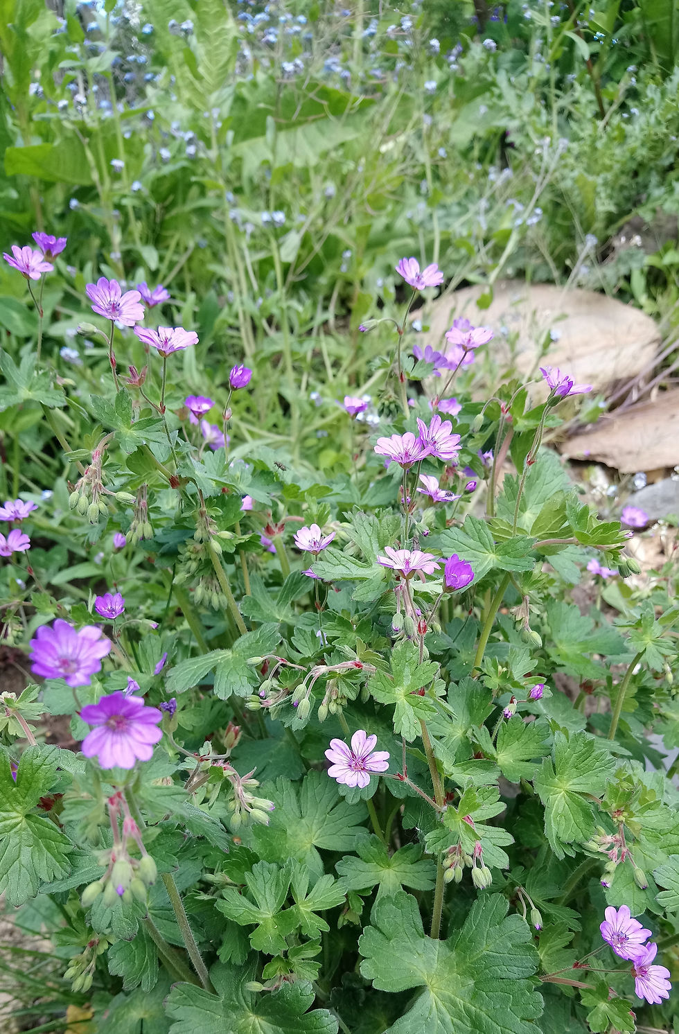 Miniaturbild: Pyrenäen-Storchschnabel (Geranium pyrenaicum)
