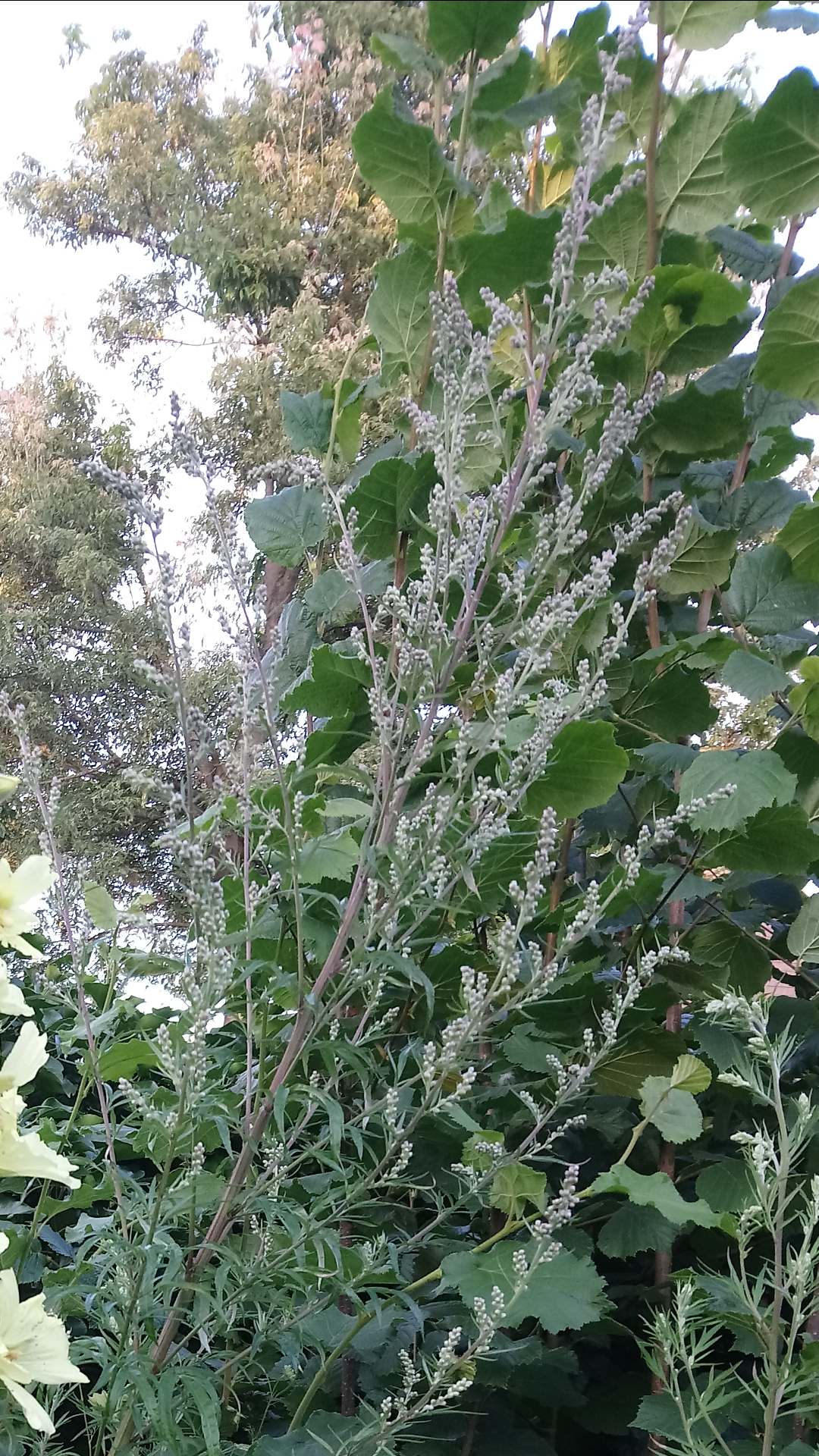 Gewöhnlicher Beifuß (Artemisia vulgaris)