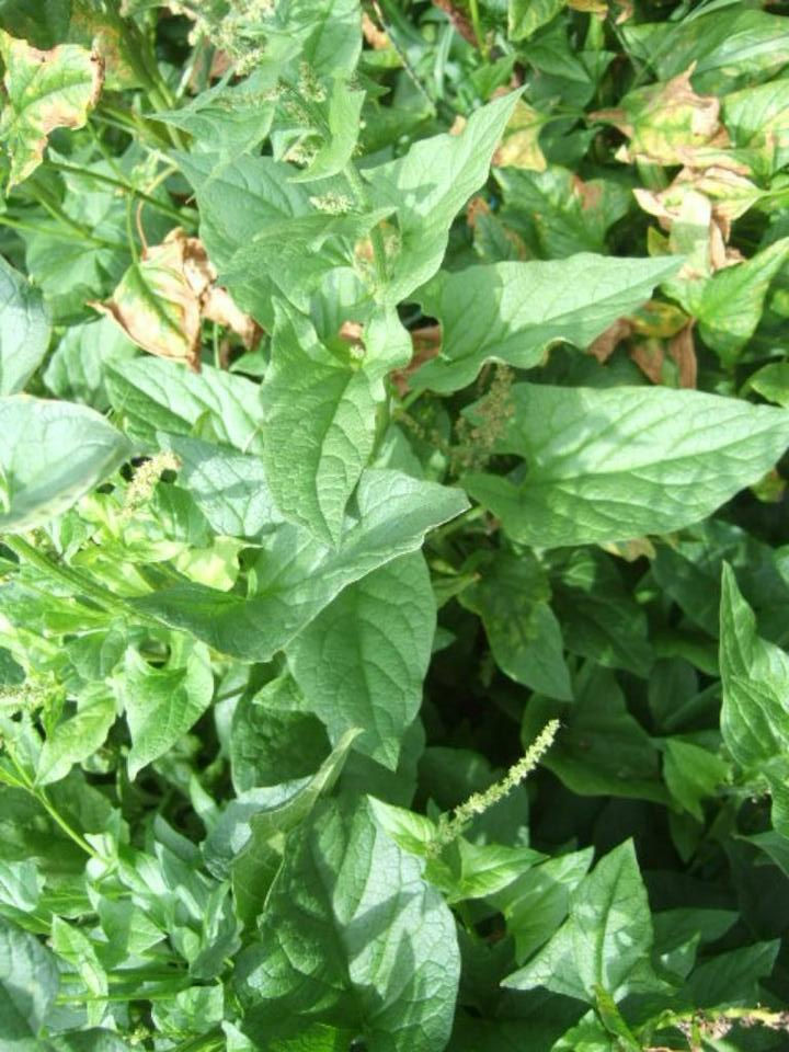 Guter Heinrich/Wilder Spinat (Chenopodium bonus-henricus)