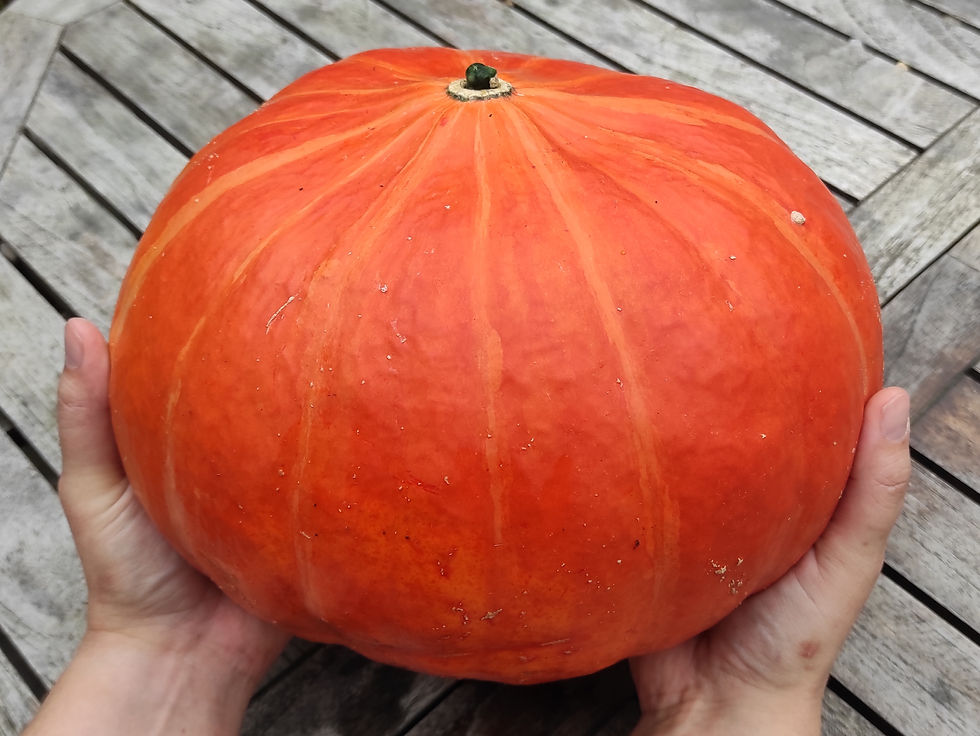 Miniaturbild: Kürbis "Rouge Vif d'Etampes" (Cucurbita Maxima)