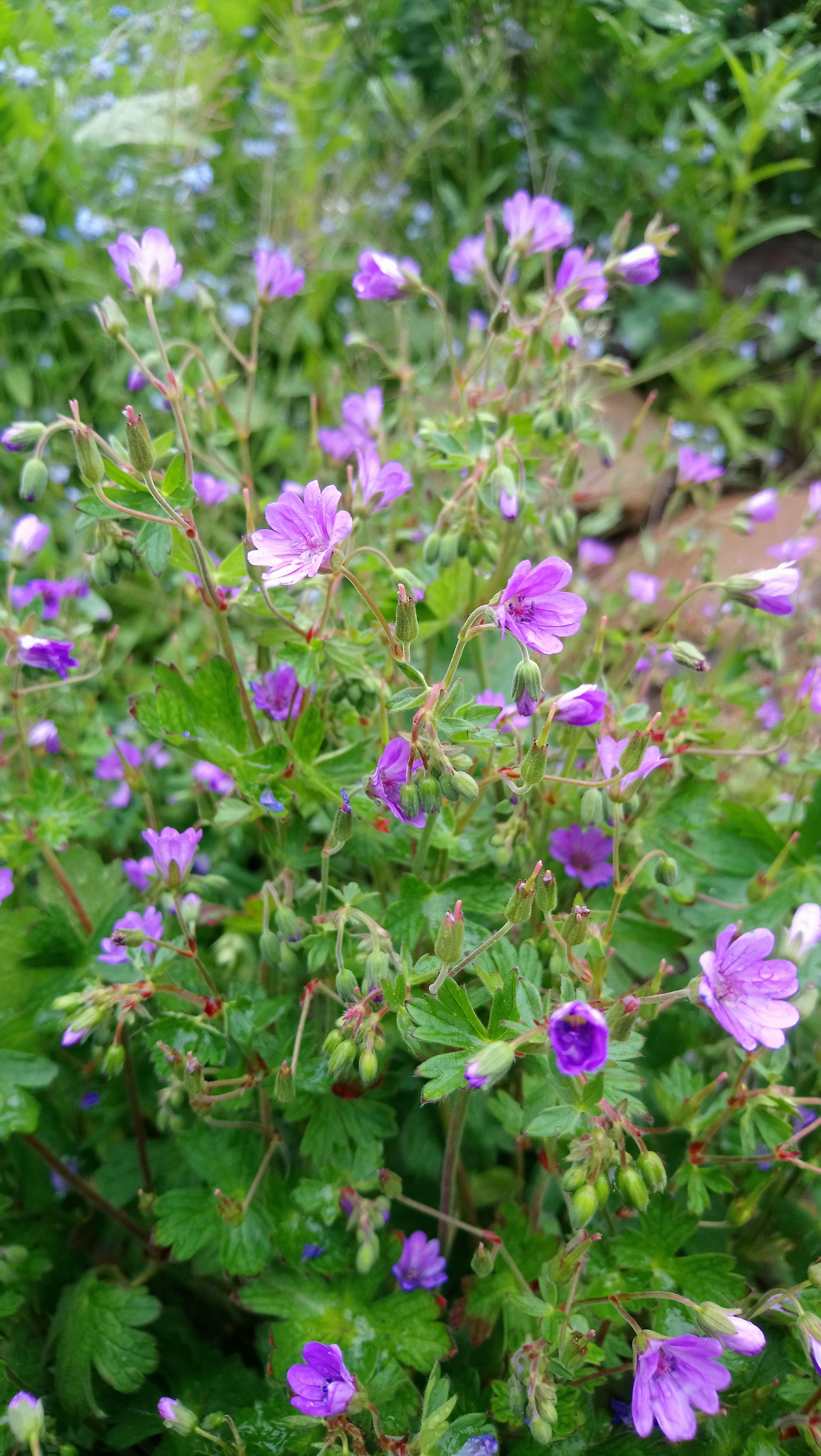 Pyrenäen-Storchschnabel (Geranium pyrenaicum)