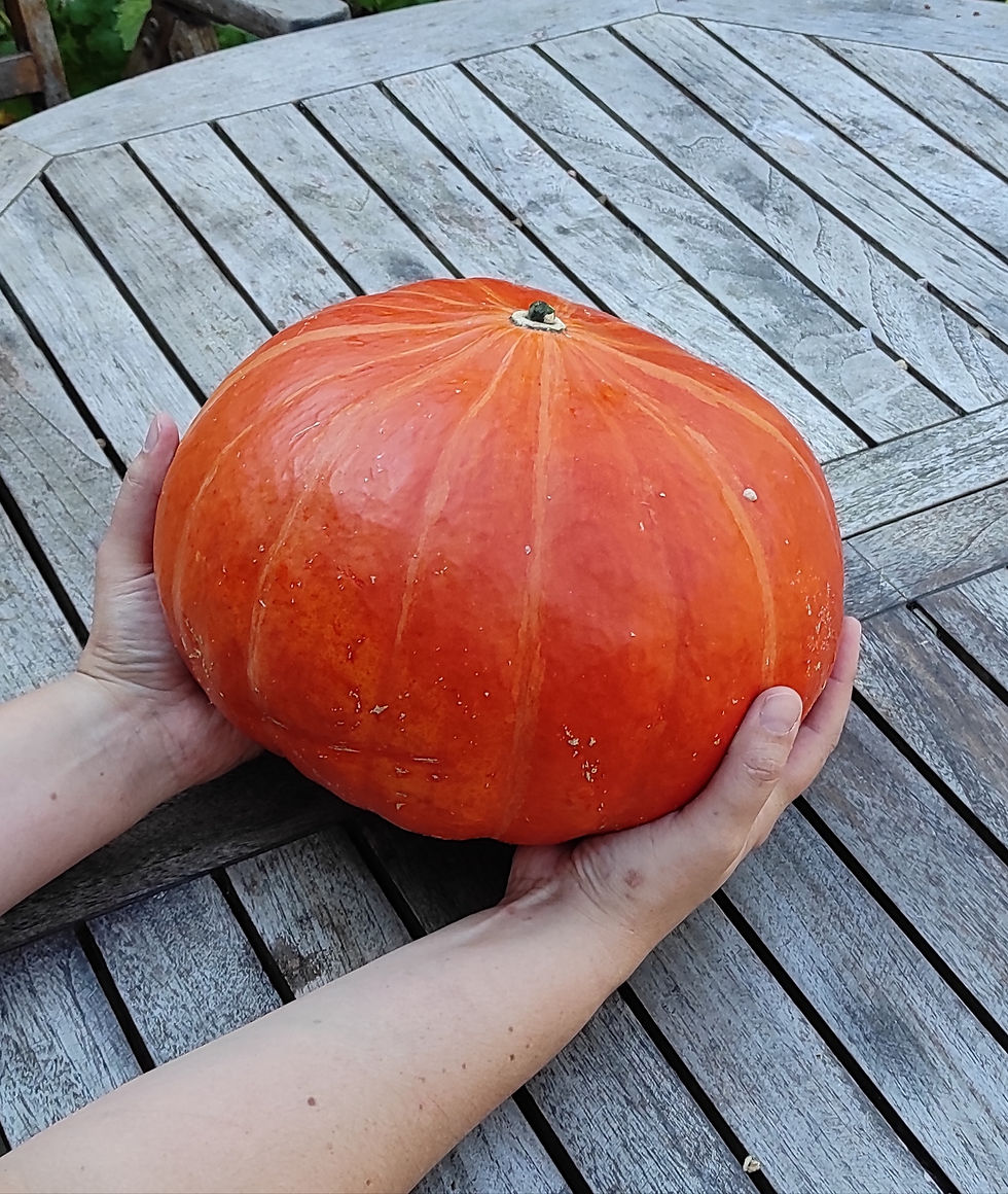 Miniaturbild: Kürbis "Rouge Vif d'Etampes" (Cucurbita Maxima)