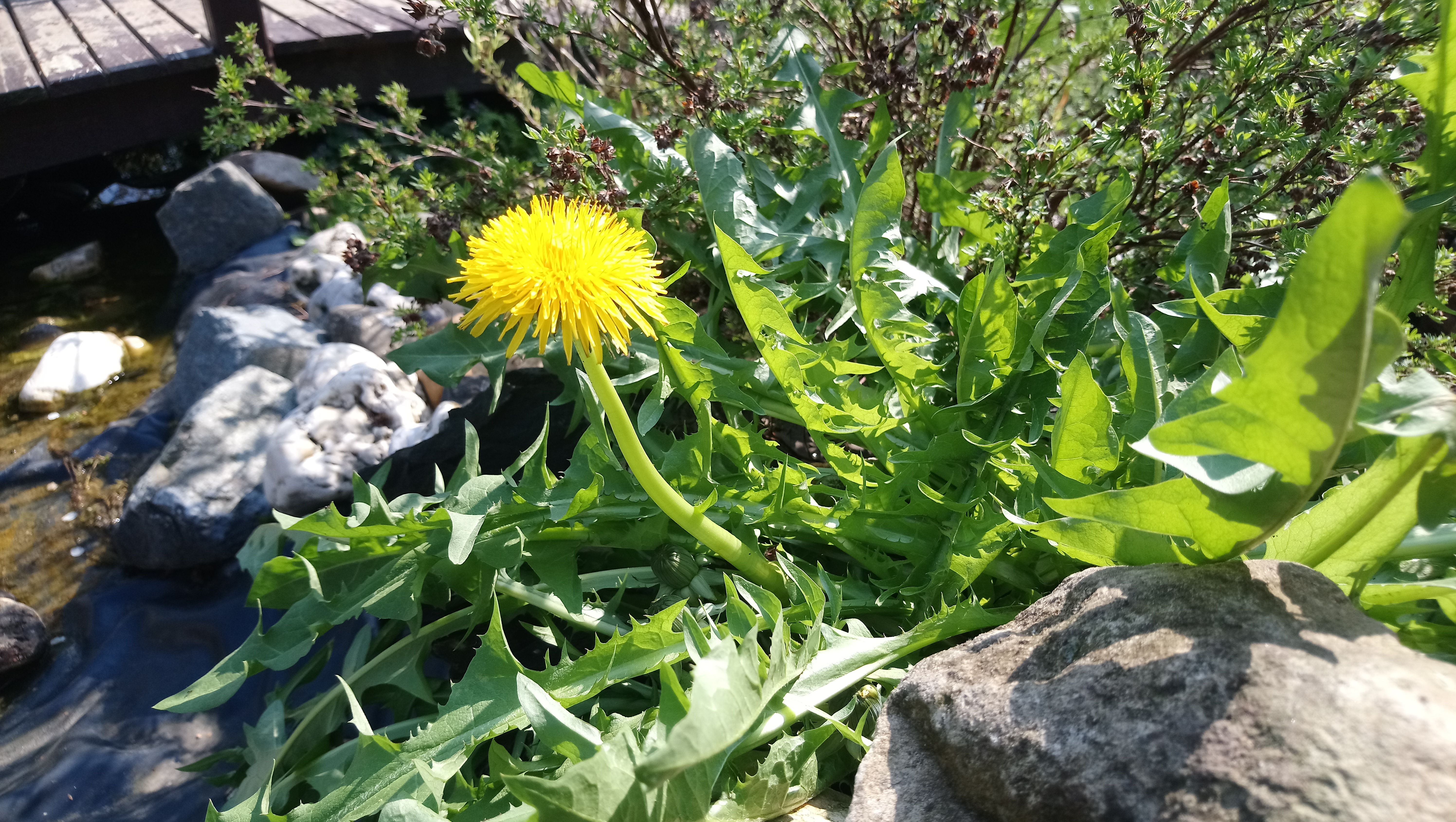 Gewöhnlicher Löwenzahn (Taraxacum sect. Ruderalia)