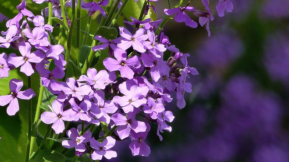 Miniaturbild: Gewöhnliche Nachtviole (Hesperis matronalis)