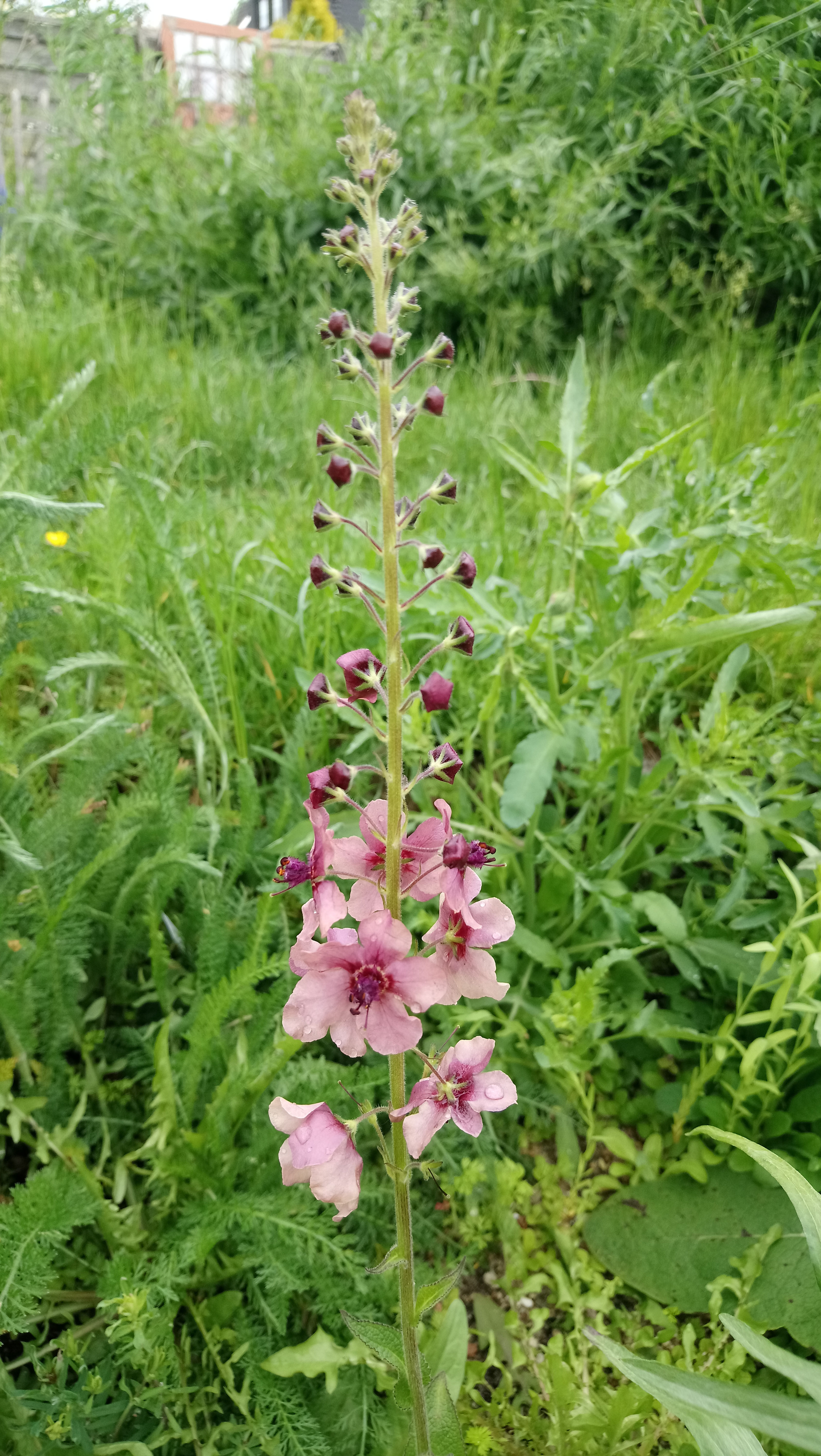 Purpur Königskerze (Verbascum phoeniceum)
