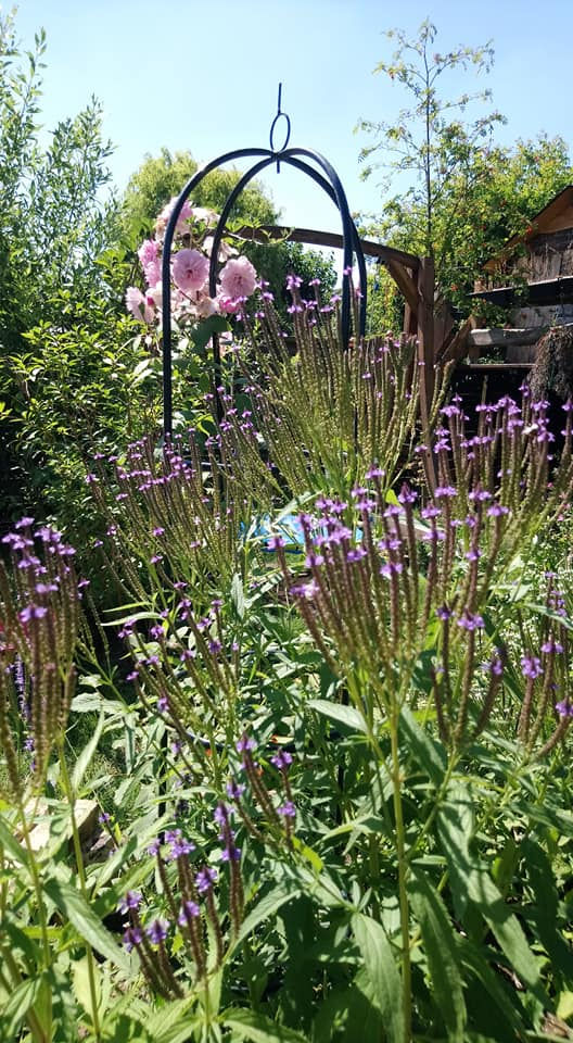 Miniaturbild: Lanzen Eisenkraut (Verbena hastata) 