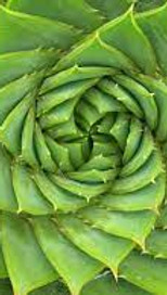 Fibonacci sequence