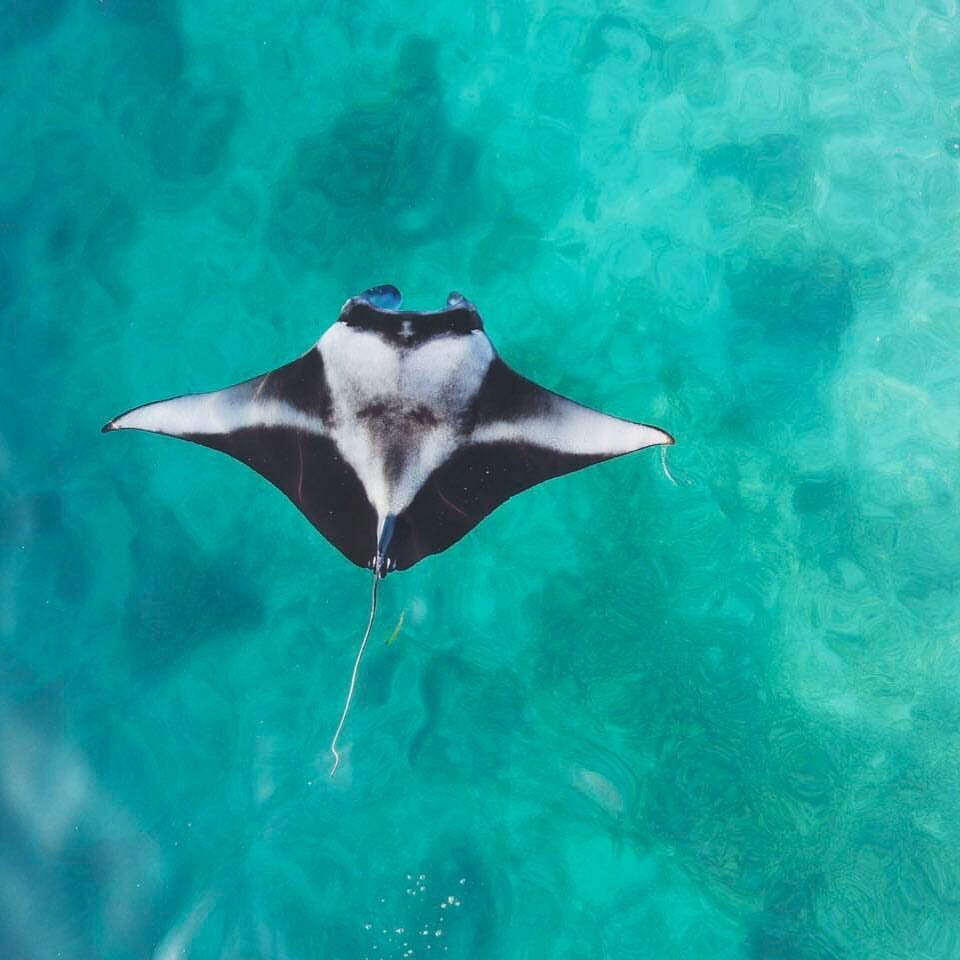 Manta Adventure