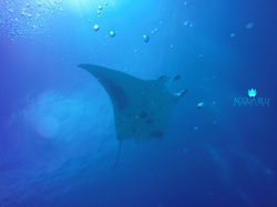Manta Snorkeling | Acqua Blu Rasdho