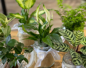 plantes