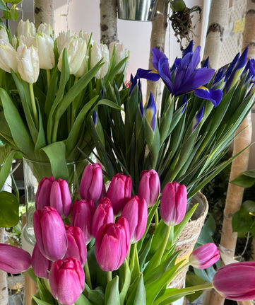 Tulipe
