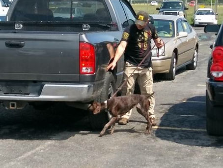 How Do I Fix My Dog’s Detection Issues?