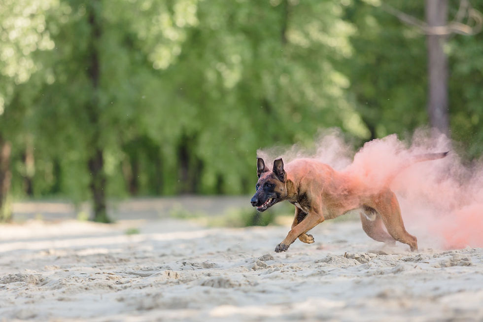 belgian-shepherd-dog-WEB.jpg