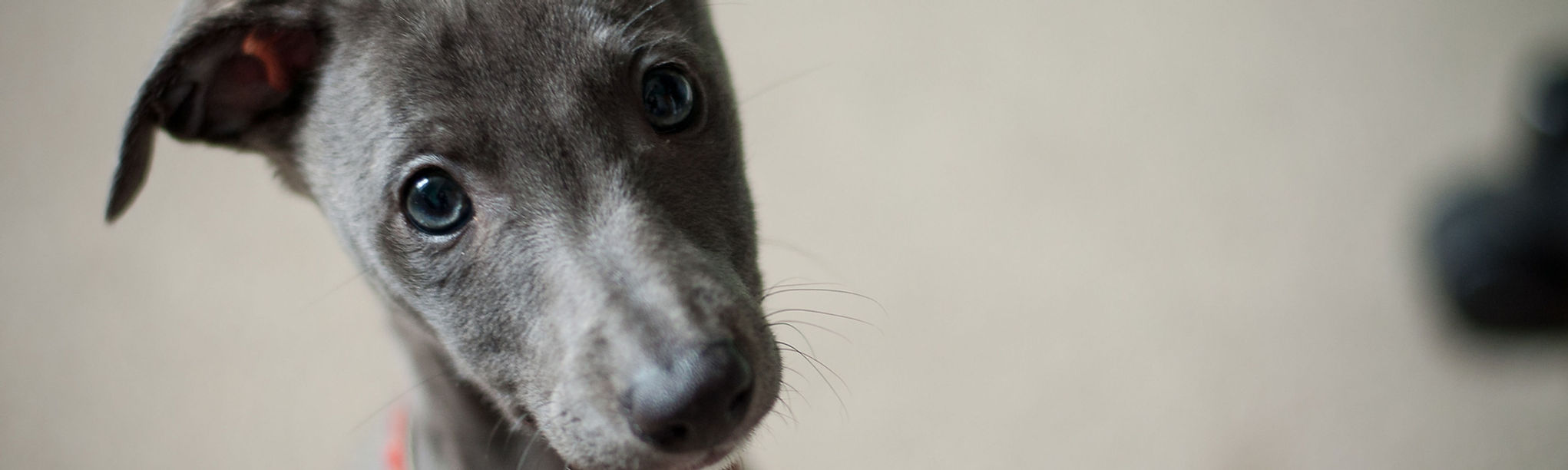 Furry Friends Foodbank