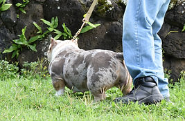 Poli side shot Okalani Hawaii.jpeg
