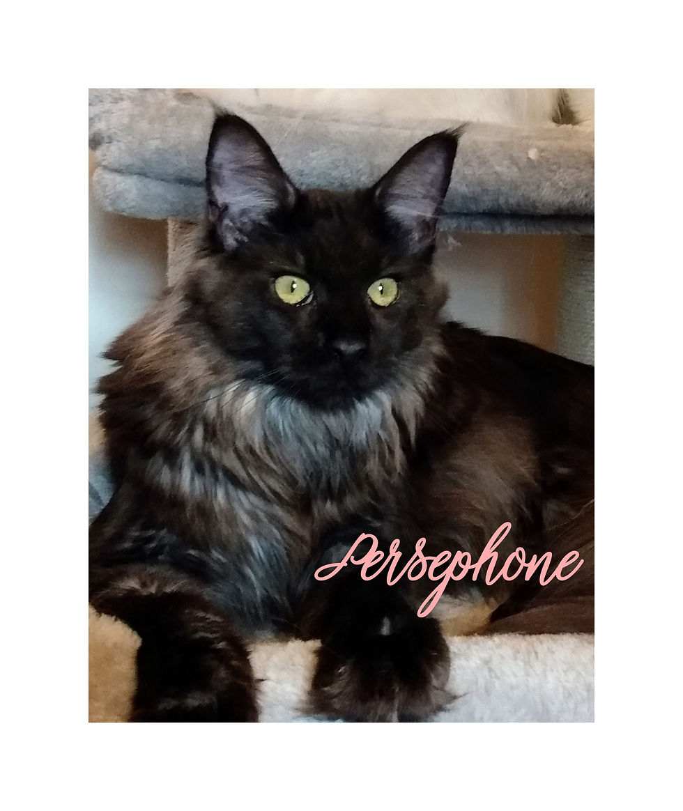 Persephone Kitty
