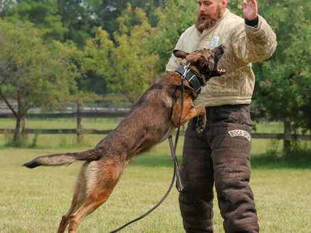 Why Advanced Bite Work Training Is Essential for Police K9 Units