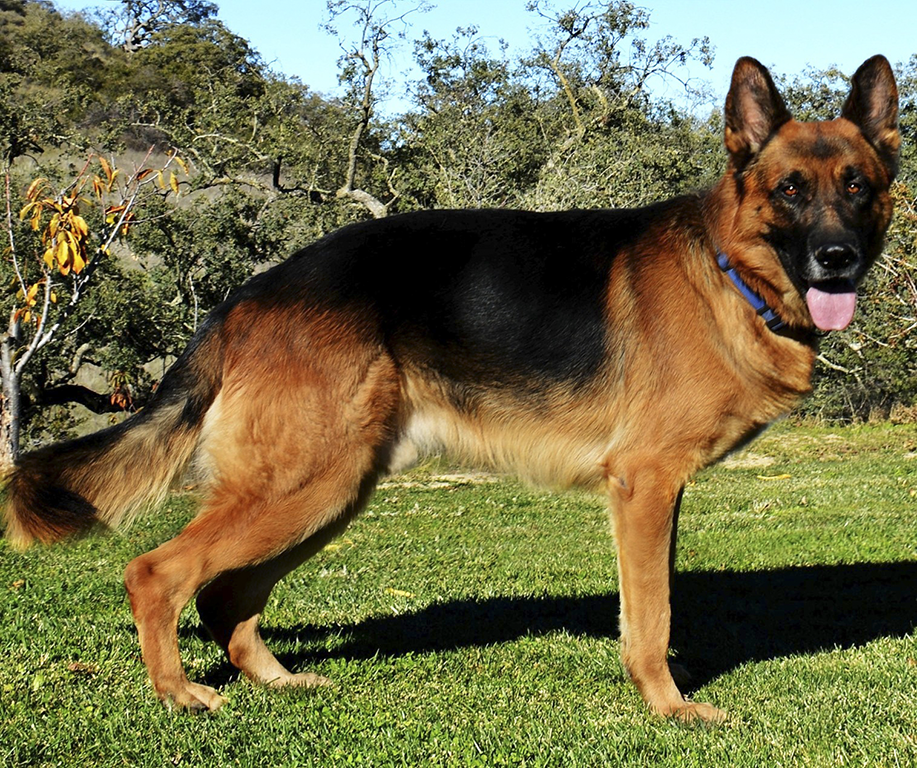Khaos Von Salerno ARES