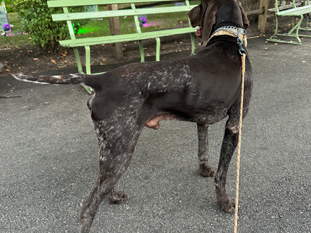 Why Should You Use a Contracted Detection Dog in Your School?