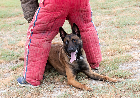 training-of-belgian-shepherd-WEB.png