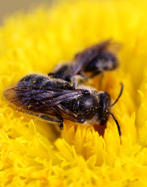 Native bees in Podolepis jaceoides