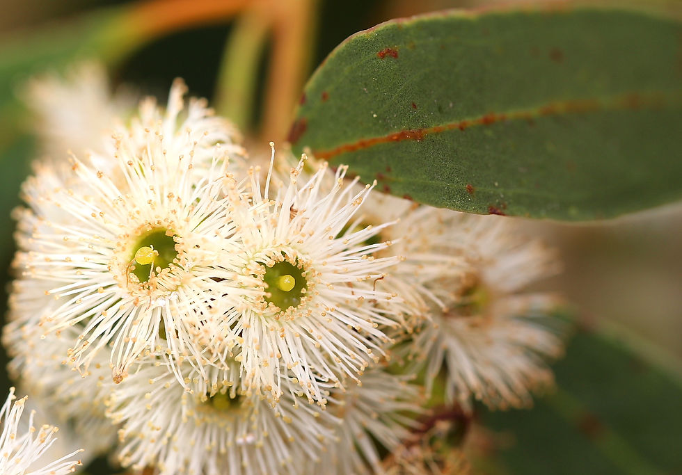 F&F__Eucalyptus porosa 2__Monina Gilbey.JPG