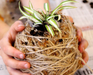 Kokedama