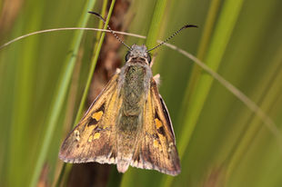 Yellowish Sedge Skipper