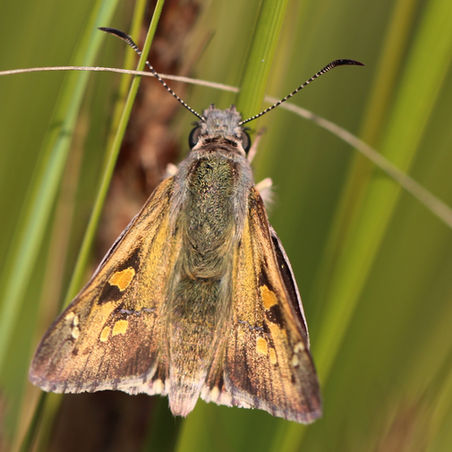 Yellowish Sedge Skipper