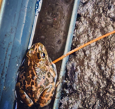 Frog Saunas