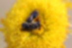 Bee__lasioglossum__IMG_4810.JPG