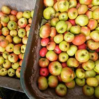 Somerset Scrumpy