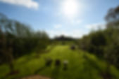 orchard.jpeg