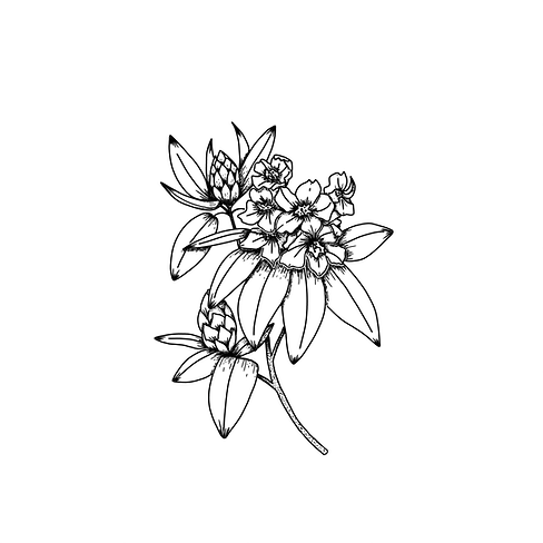 Rhodo.png
