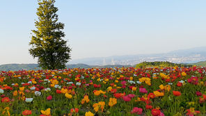 あわじ花さじき(広大なスケールの淡路島の季節の花畑)