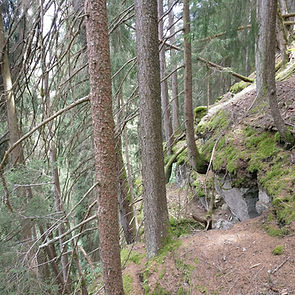Steiler Schutzwald